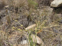 Trachyandra gerrardii