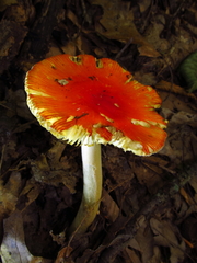 Amanita parcivolvata