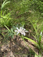 Irideae