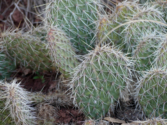 Opuntia polyacantha polyacantha