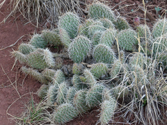 Opuntia polyacantha polyacantha