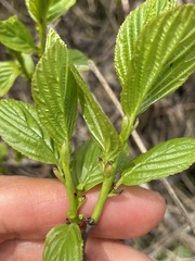 Rhamnus alnifolia