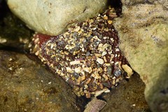 Urticina clandestina