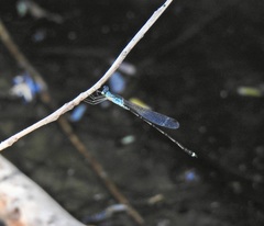 Indolestes tenuissimus