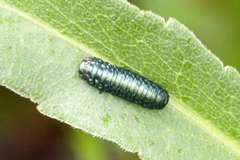 Trirhabda flavolimbata