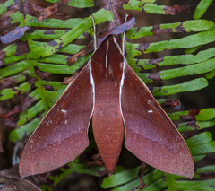 Theretra pallicosta
