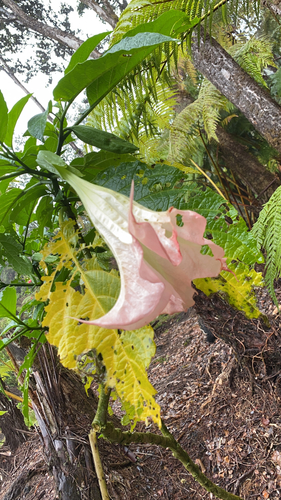 Brugmansia suaveolens, 2021-05-01