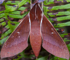 Theretra pallicosta