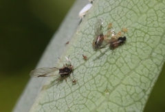 Aphis ceanothi