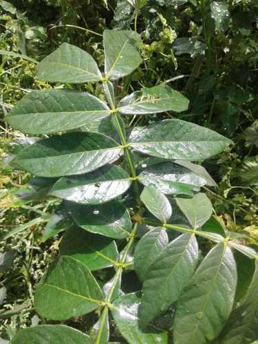 Inga insignis