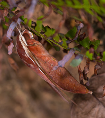 Theretra pallicosta