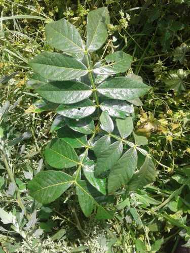 Inga insignis