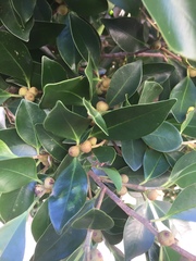 Ficus elastica