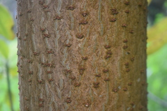 Heptapleurum arboricola