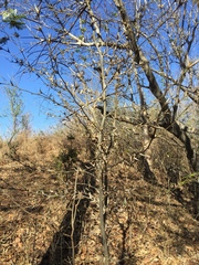 Vachellia campechiana