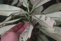 Heptapleurum arboricola