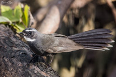 Rhipidura albicollis
