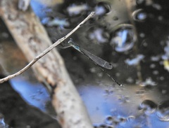 Indolestes tenuissimus
