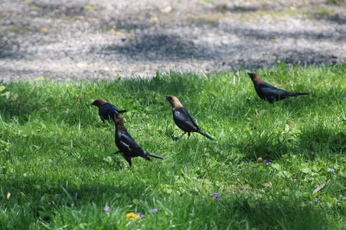 Eastern Cowbird photographed in Indiana