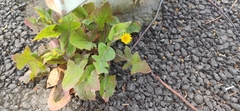 Taraxacum officinale