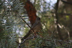 Turdus chiguanco