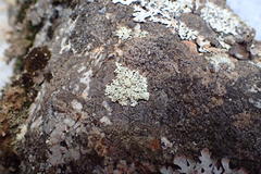 Physcia subtilis