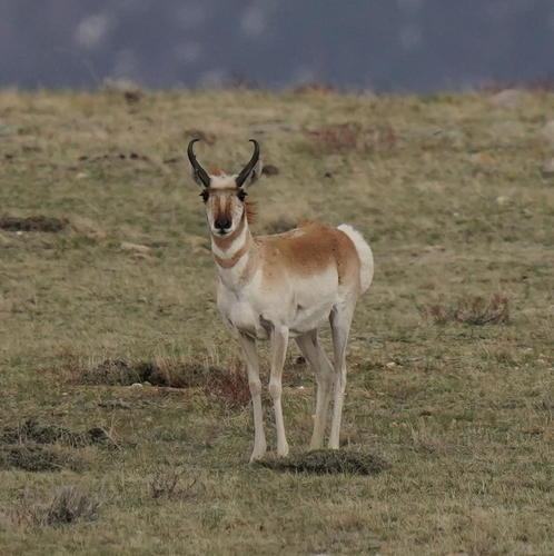 Pronghorn photographed in Wyoming