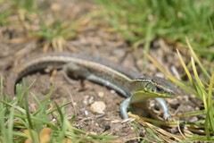 Gerrhosaurus flavigularis