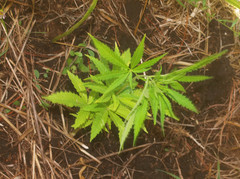 Cannabis sativa sativa