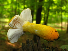 Russula flavida