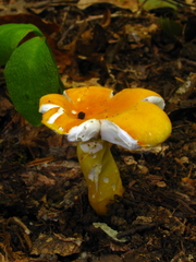 Russula flavida
