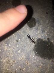 Dermaptera