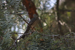 Turdus chiguanco