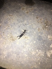 Dermaptera