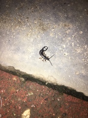 Dermaptera