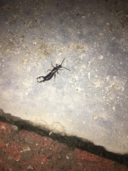 Dermaptera