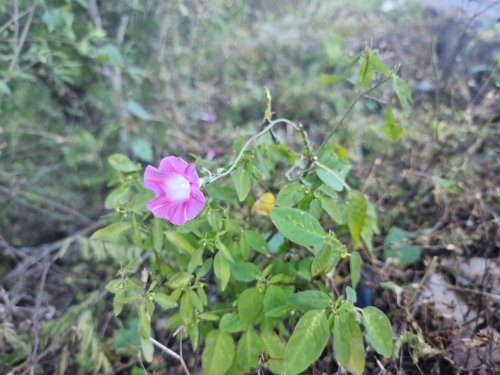 Tall morning-glory (Ipomoea purpurea)
