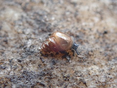 Cochlicopidae