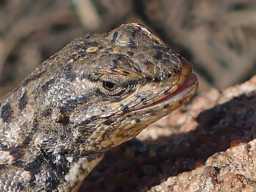 Prairie Lizard, Rock Creek, Colorado Springs, CO, USA, photo 10 of 10