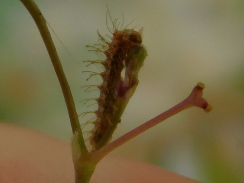 Spiderling Plume Moth photo 3