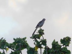 Mimus polyglottos image