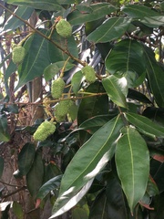 Litchi