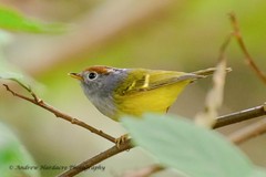 Phylloscopus castaniceps