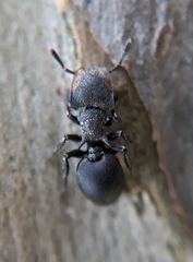 Cephalotes pusillus