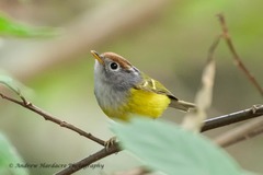 Phylloscopus castaniceps
