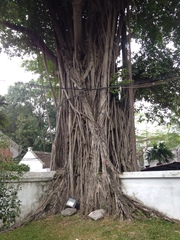Ficus benjamina