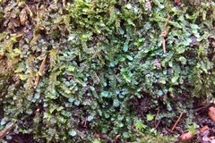 Mniaecia jungermanniae