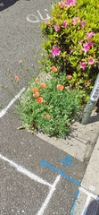Papaver dubium