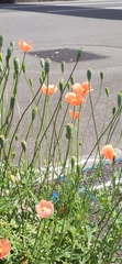 Papaver dubium