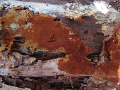 Botryobasidium simile